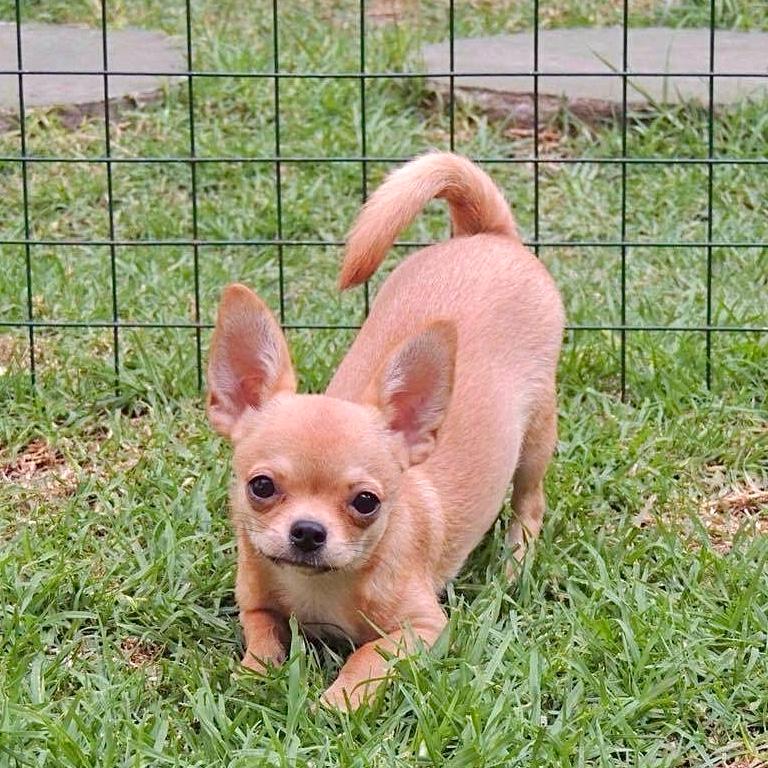 Chihuahueño 10